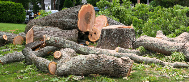How Our Tree Care Process Works  in  Manhasset, NY