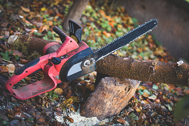 Professional Tree Care in Manhasset, NY